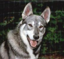 Westsibirische Laika - Zapadno-Sibirska�a La�ka